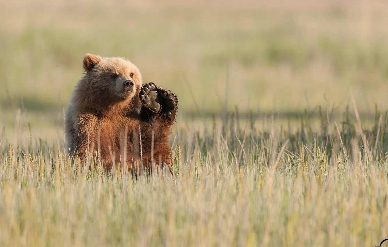Фото обои поле, природа, медведь