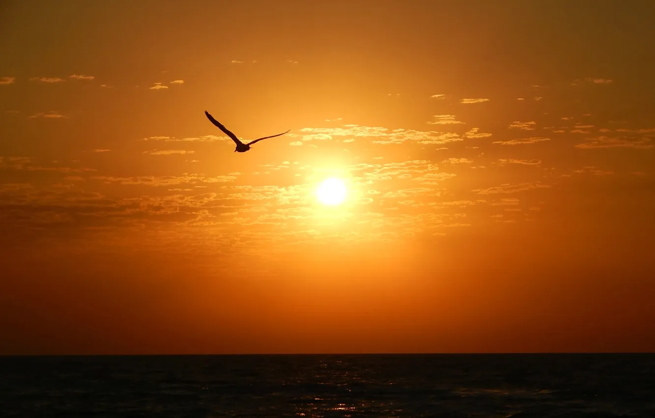 Фото обои море, небо, солнце, чайка, горизонт, силуэт