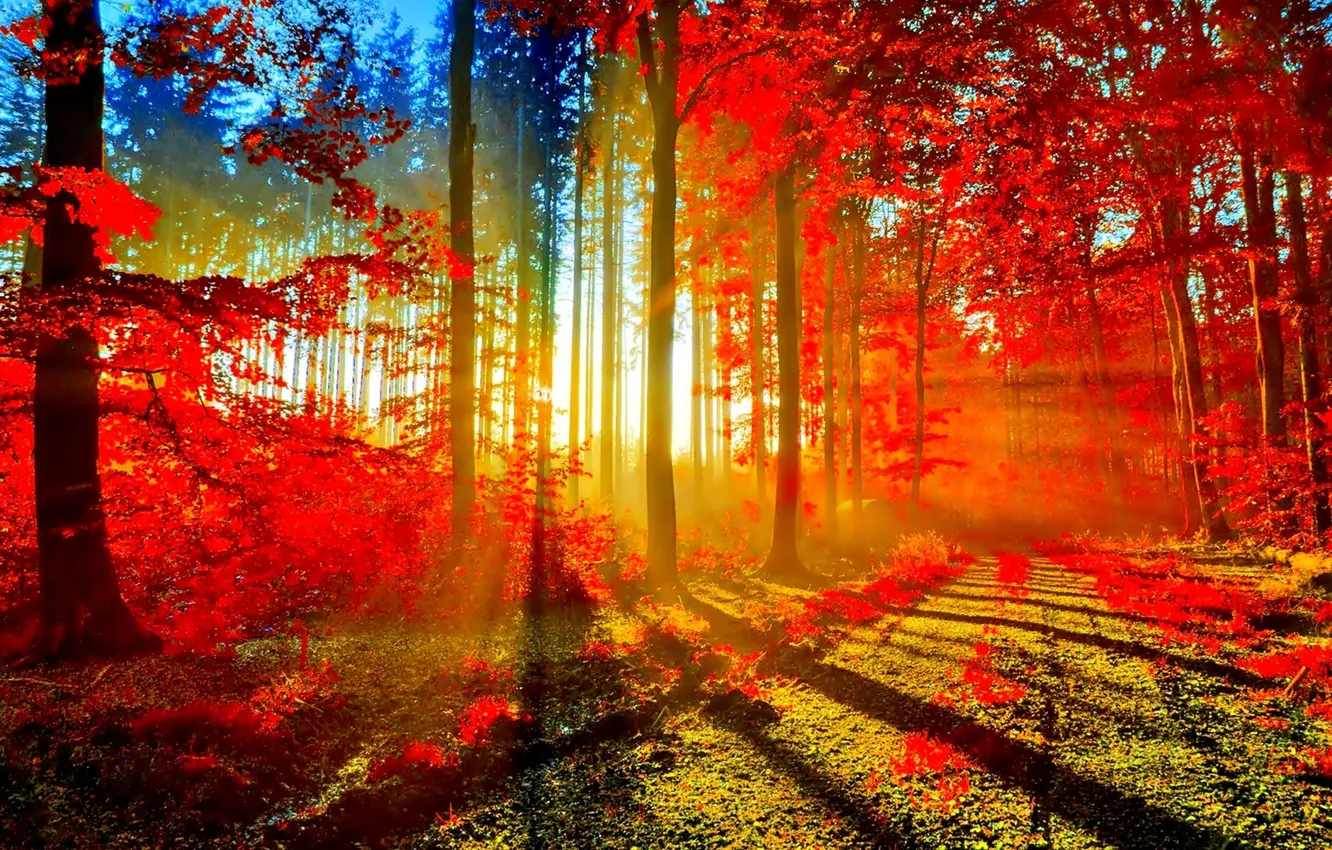 Фото обои road, Autumn, Forest, sun rays