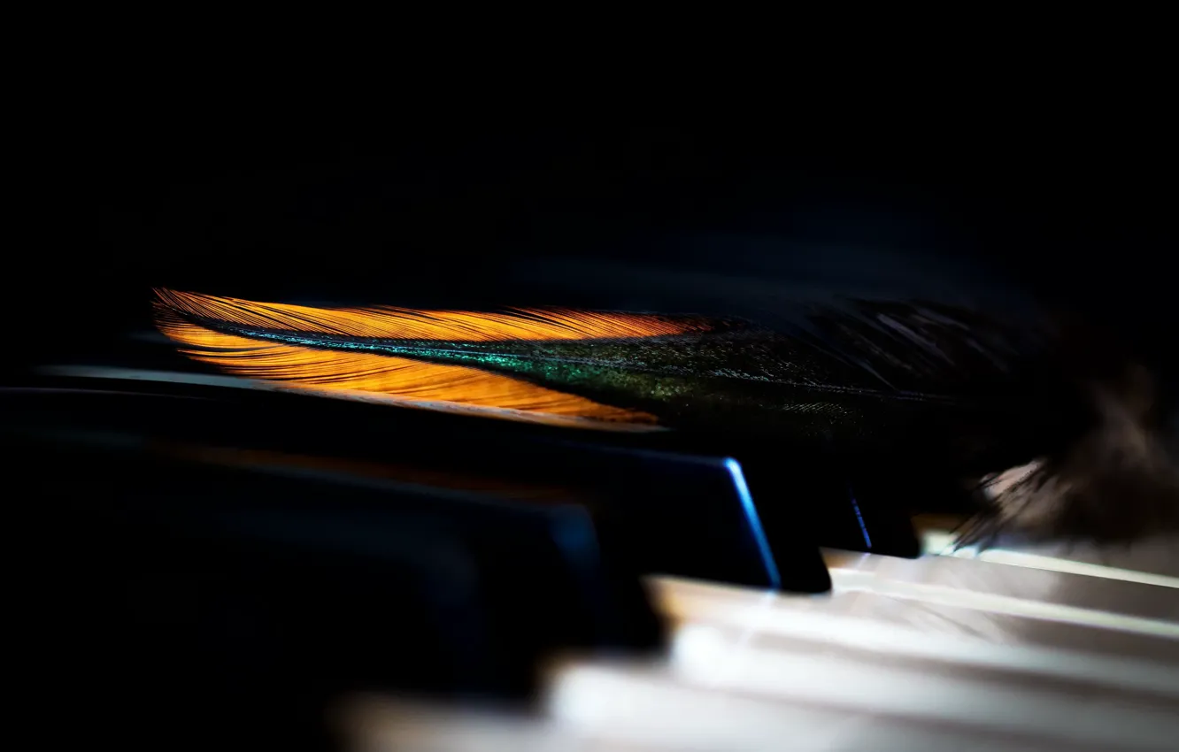 Фото обои макро, перо, клавиши пианино