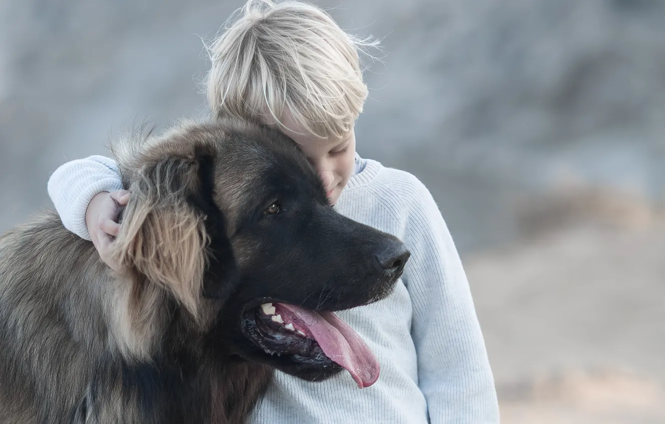 Фото обои настроение, собака, мальчик, дружба, друзья, пёс, Леонбергер