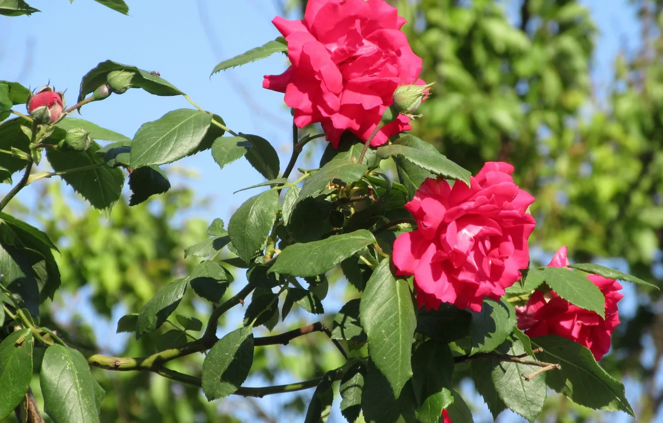 Фото обои цветы, розы, алые, весна 2018, Mamala ©