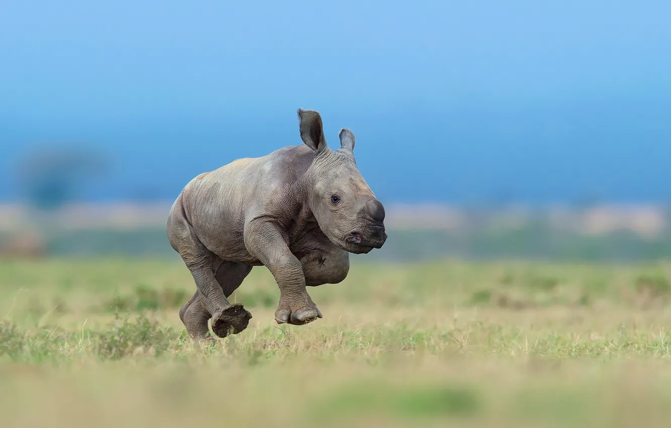 Фото обои небо, мелкий, носорог, детёнышь, бягит, носорожек