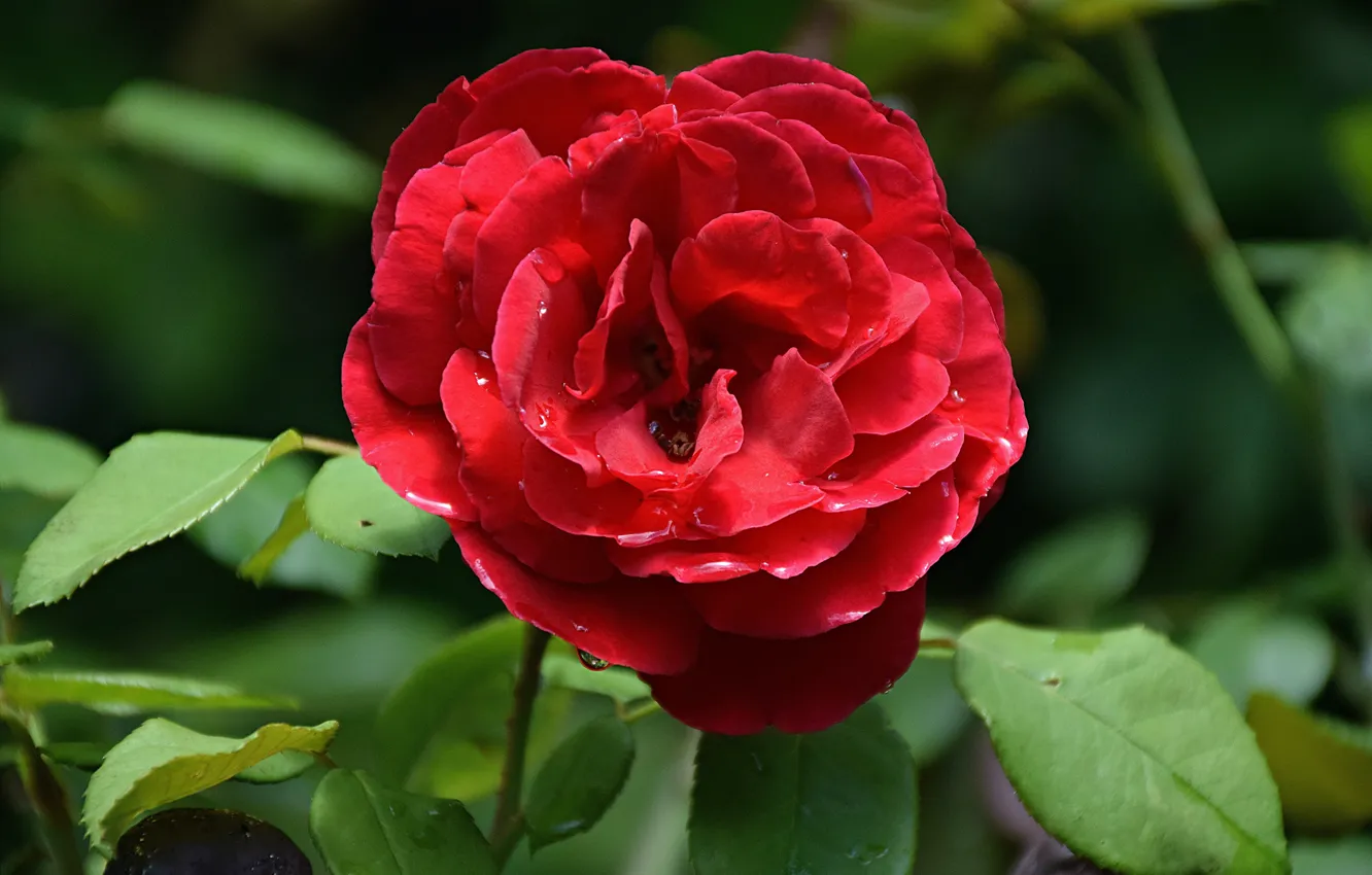 Фото обои Капли, Роза, Rose, Red rose, Drops, Красная роза