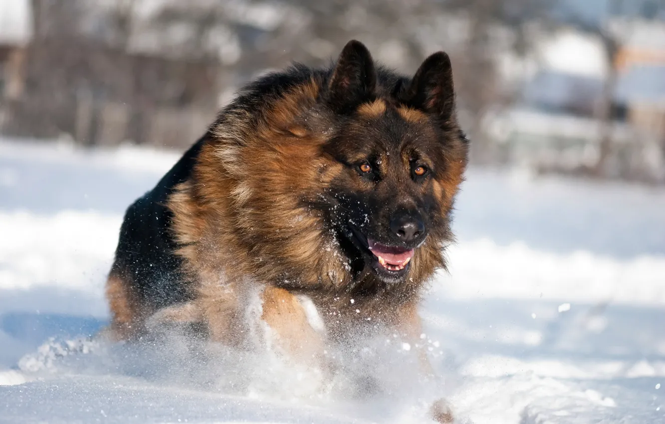 Фото обои зима, снег, Собака, немецкая овчарка