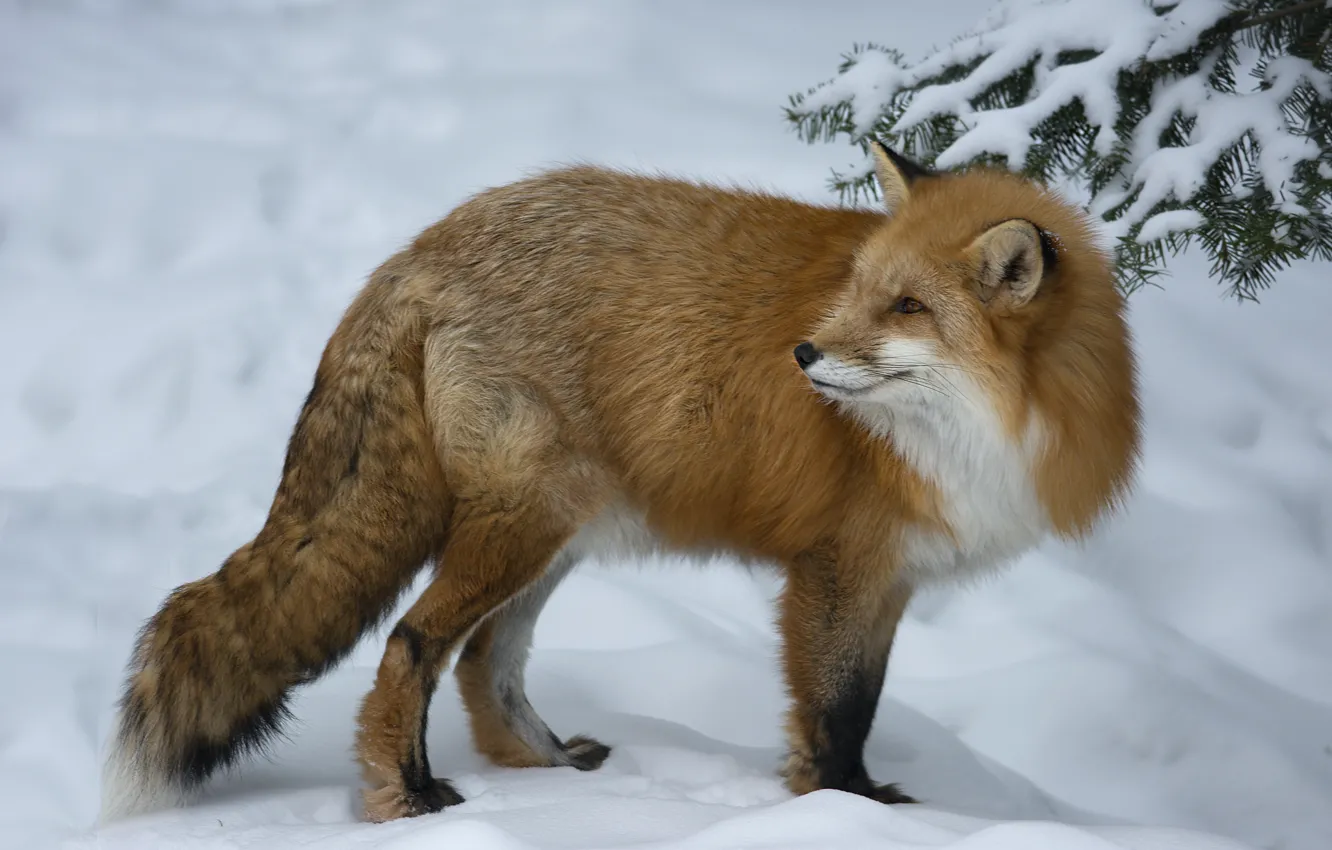 Фото обои зима, взгляд, снег, животное, лиса, рыжая, лисица, мах