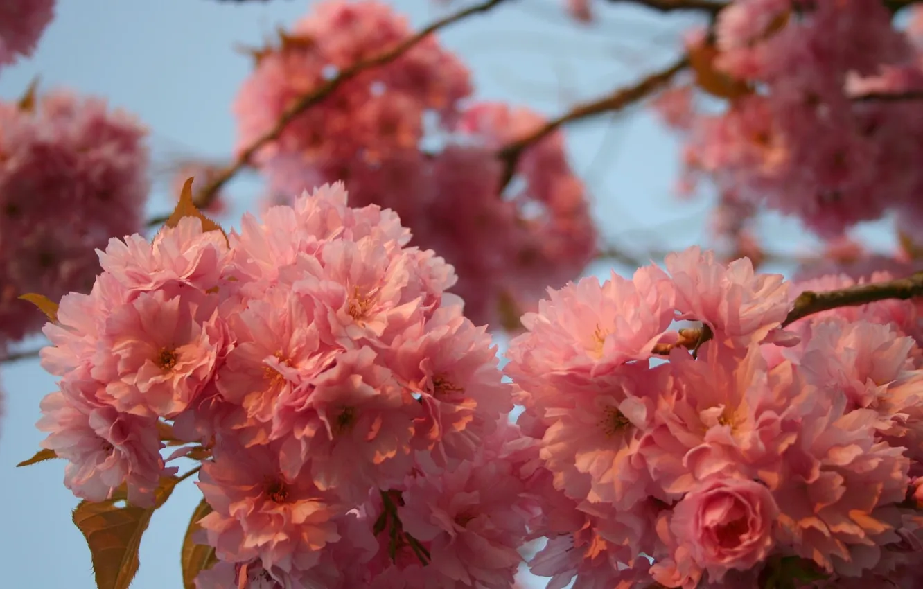 Фото обои небо, макро, деревья, цветы, ветви, весна, лепестки, сакура
