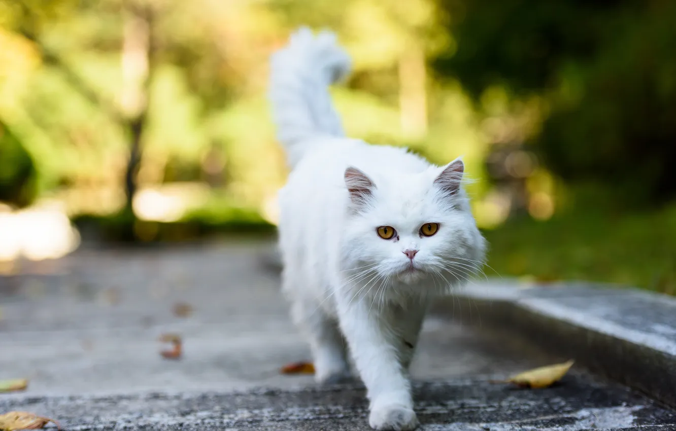 Фото обои cat, pet, persian cat, cat pet, cat photograph, cat photos