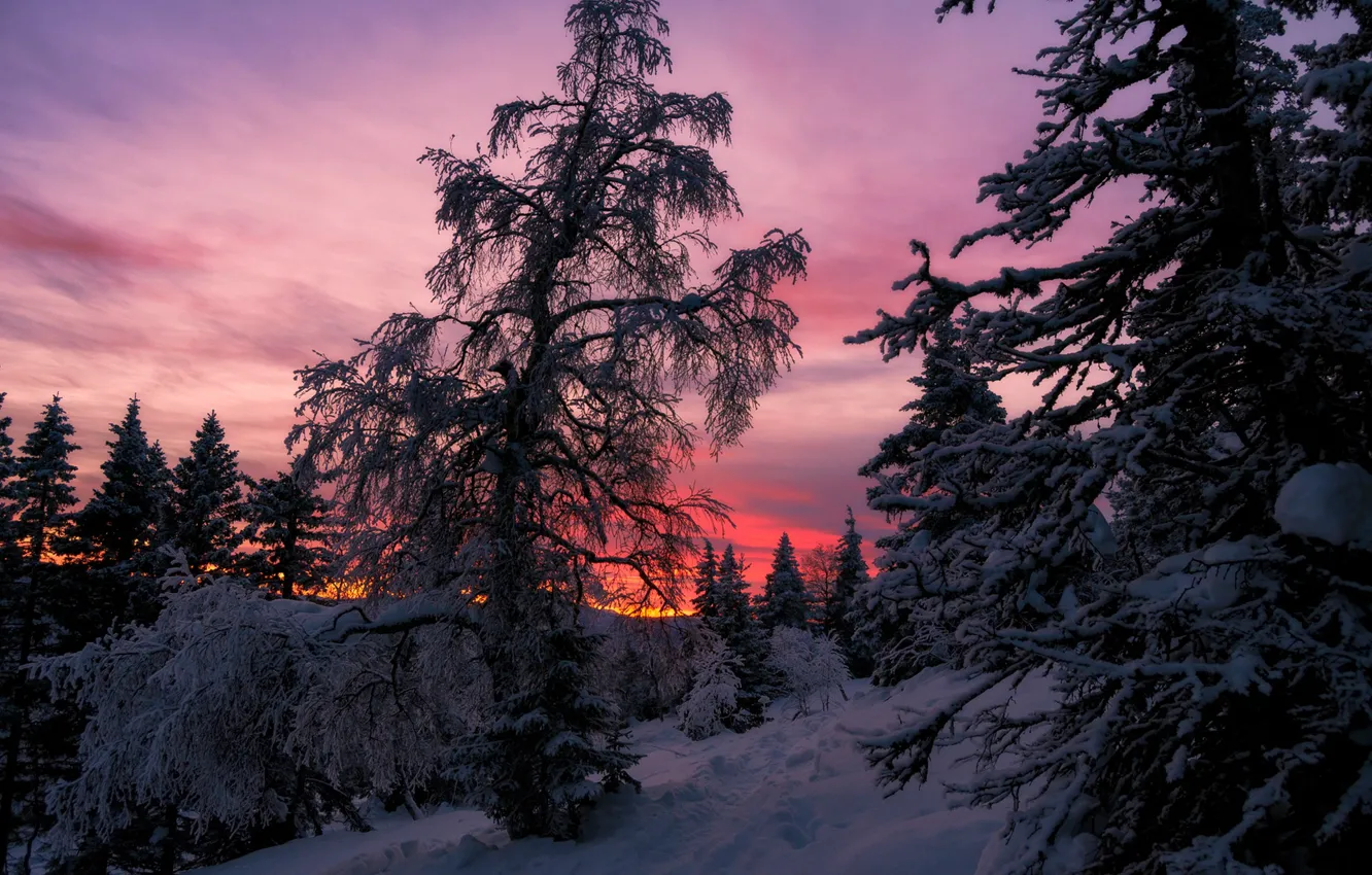 Фото обои снег, деревья, рассвет, мороз
