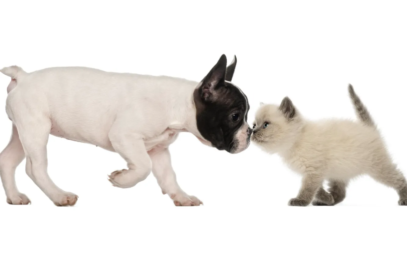 Фото обои собака, дружба, щенок, котёнок, друзья, французский бульдог, британская короткошёрстная кошка