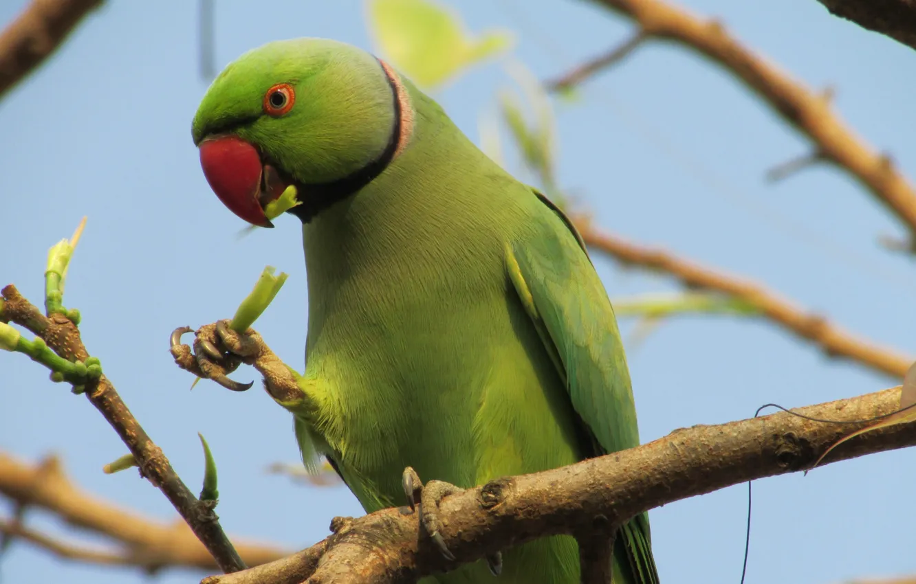Фото обои green, kawaii, forest, sky, bird, feathers, tree, animal
