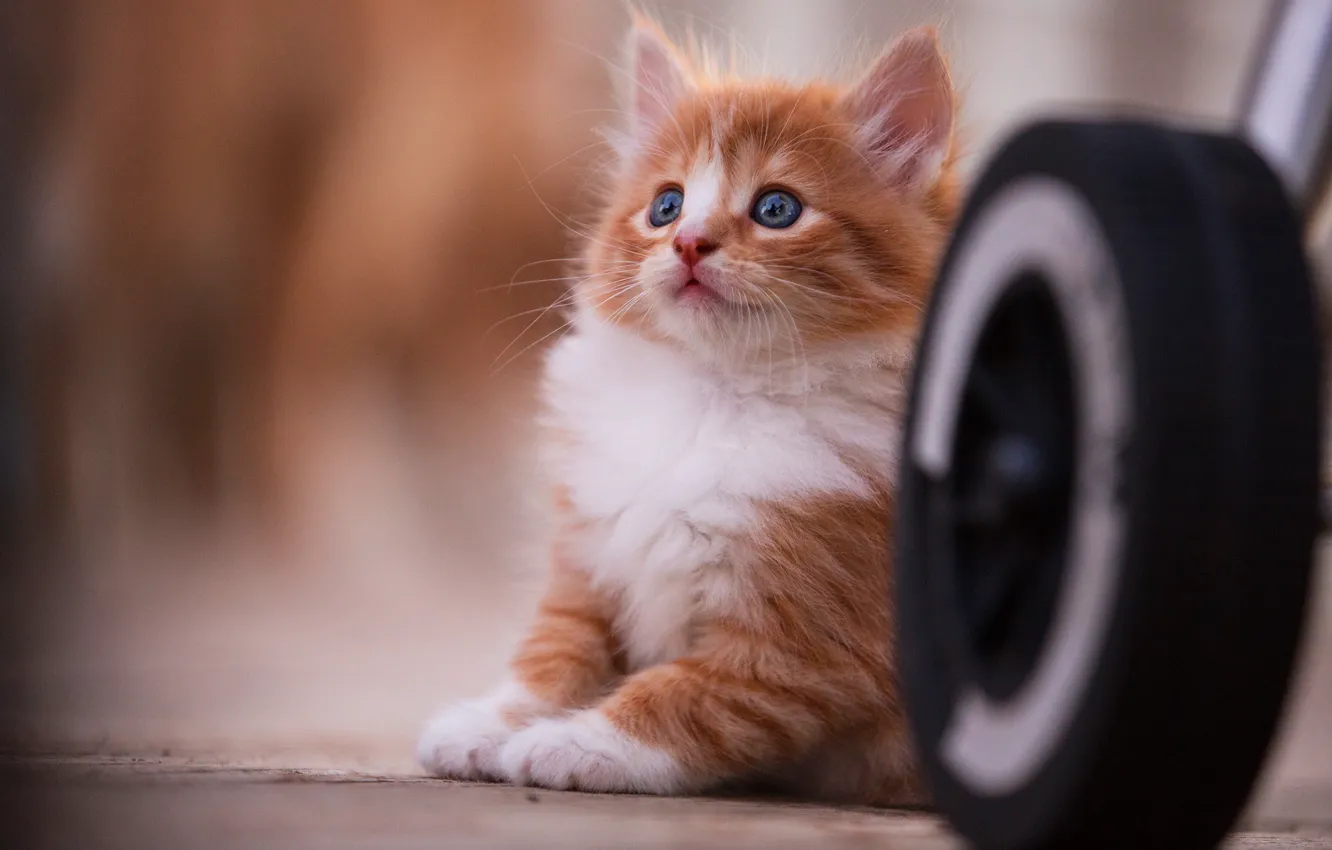 Фото обои кошка, взгляд, поза, котенок, фон, колесо, малыш, рыжий