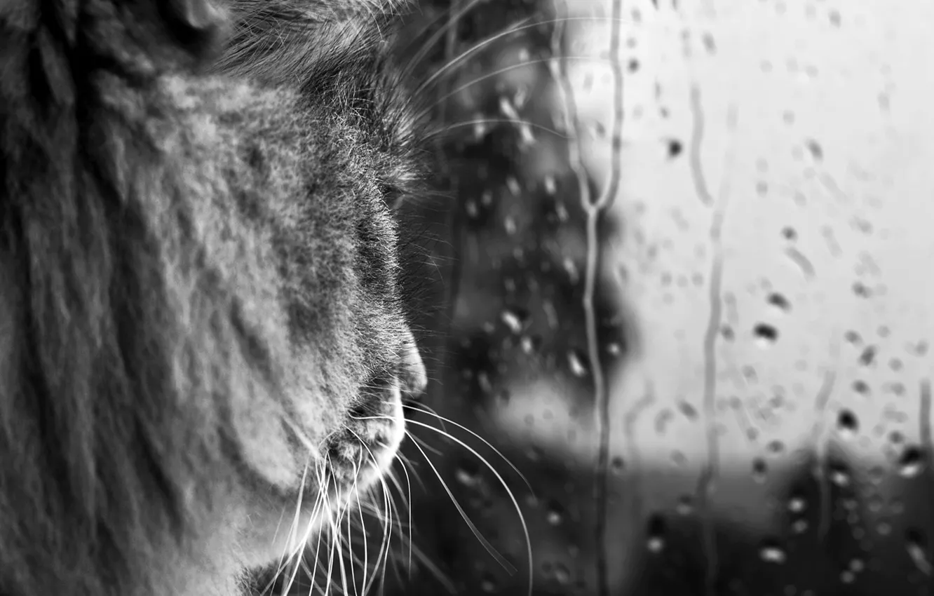 Фото обои кот, усы, стекло, капли, дождь, черно-белая