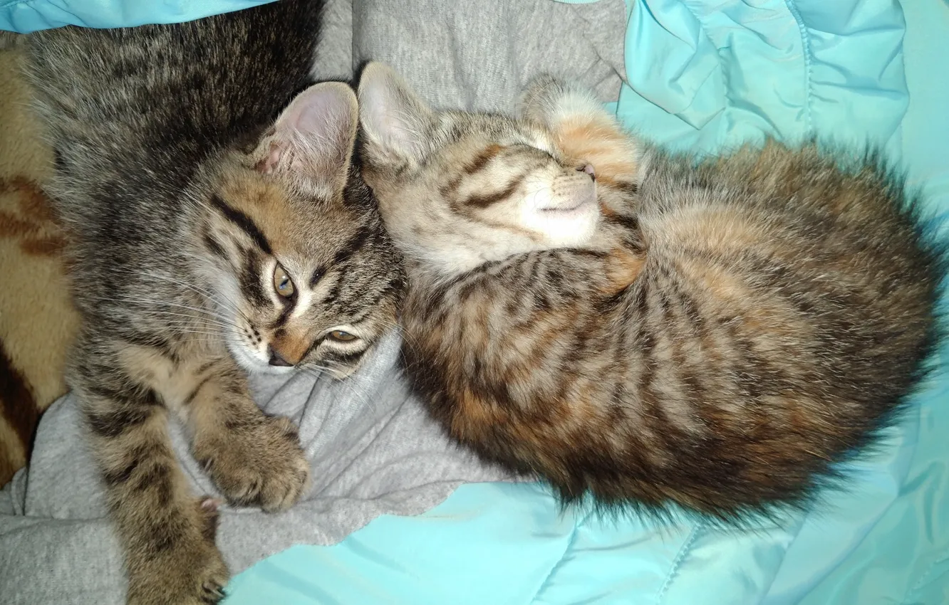 Фото обои котята, милашки, спят, meduzanol ©