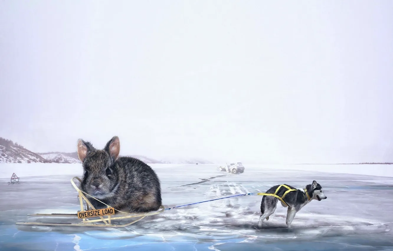 Фото обои креатив, лёд, ситуация, собака, кролик, сани, хаски