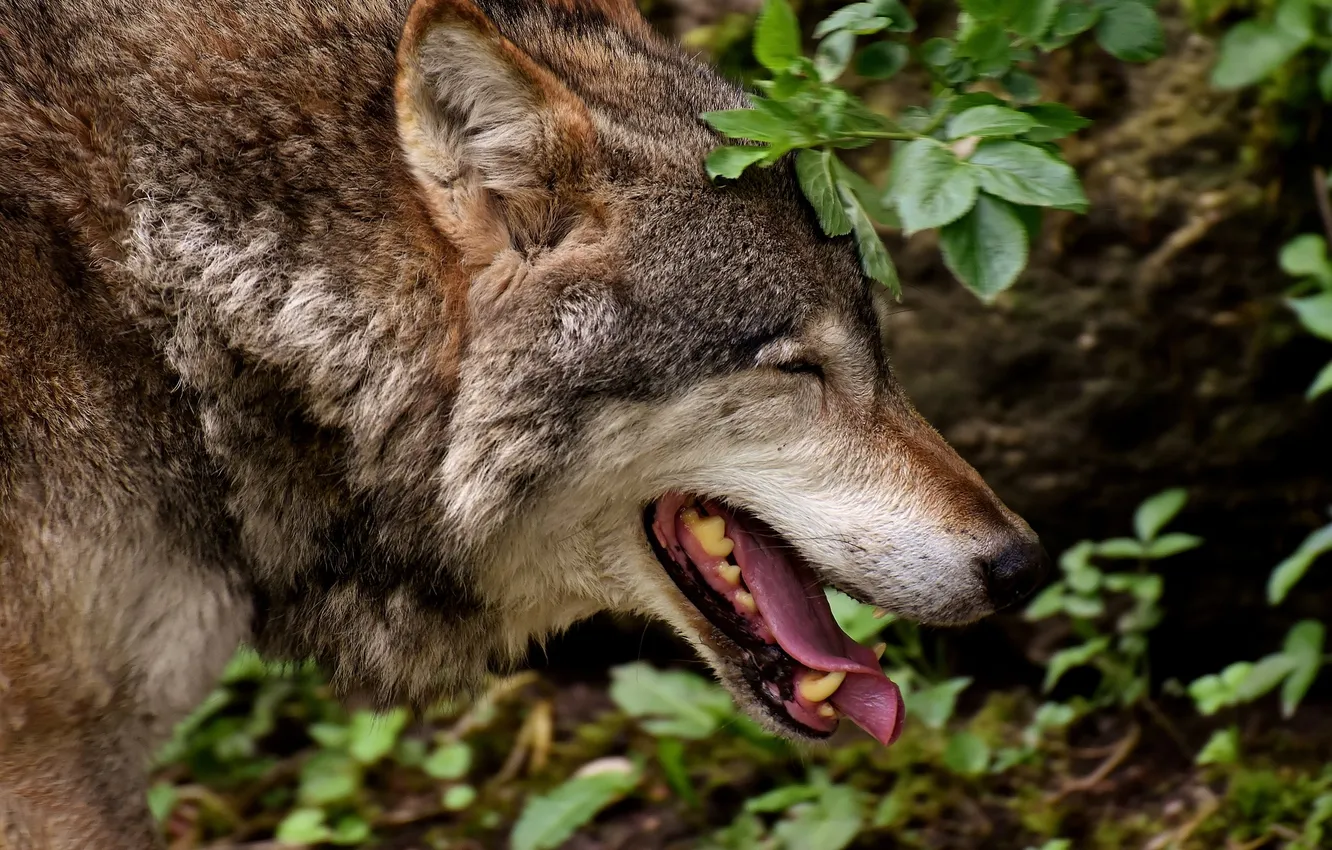 Фото обои fantasy, nature, art, snow, predator, face, animal, wolf