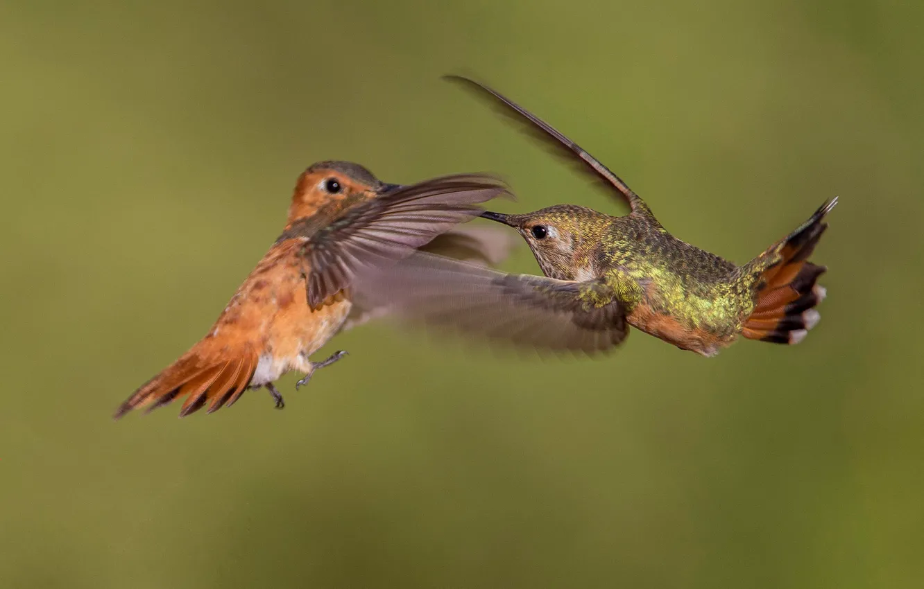 Фото обои птица, крылья, клюв, пара, охристый колибри