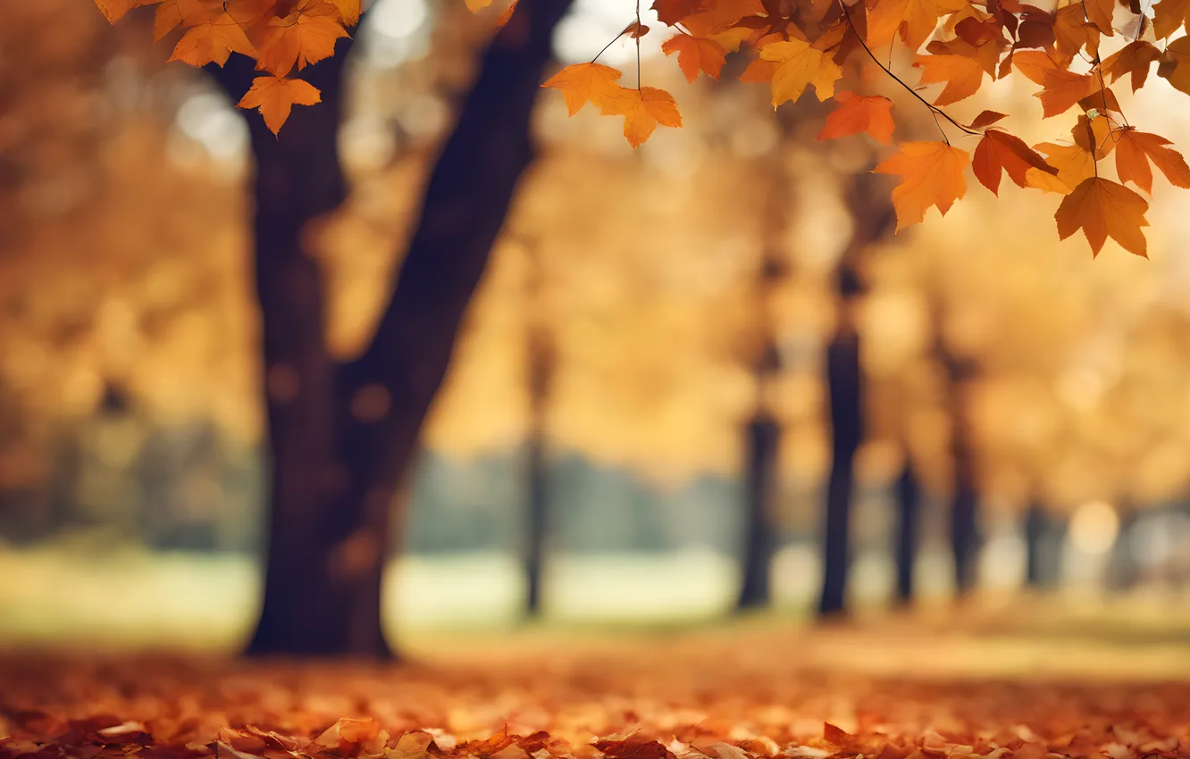 Фото обои осень, листья, деревья, парк, colorful, park, autumn, leaves