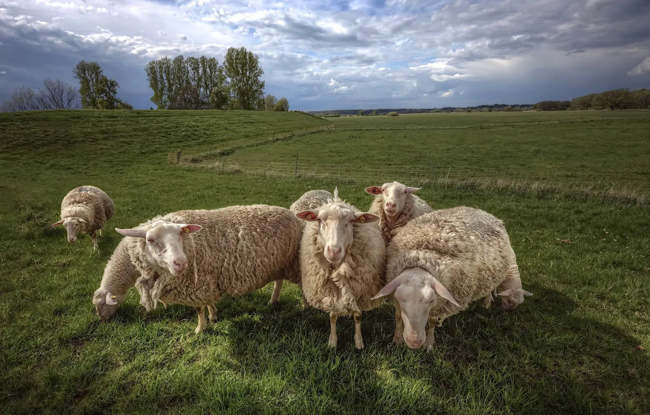 Фото обои поле, природа, овцы