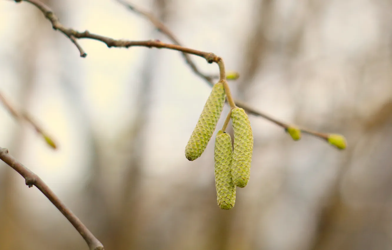 Фото обои tree, plant, twig