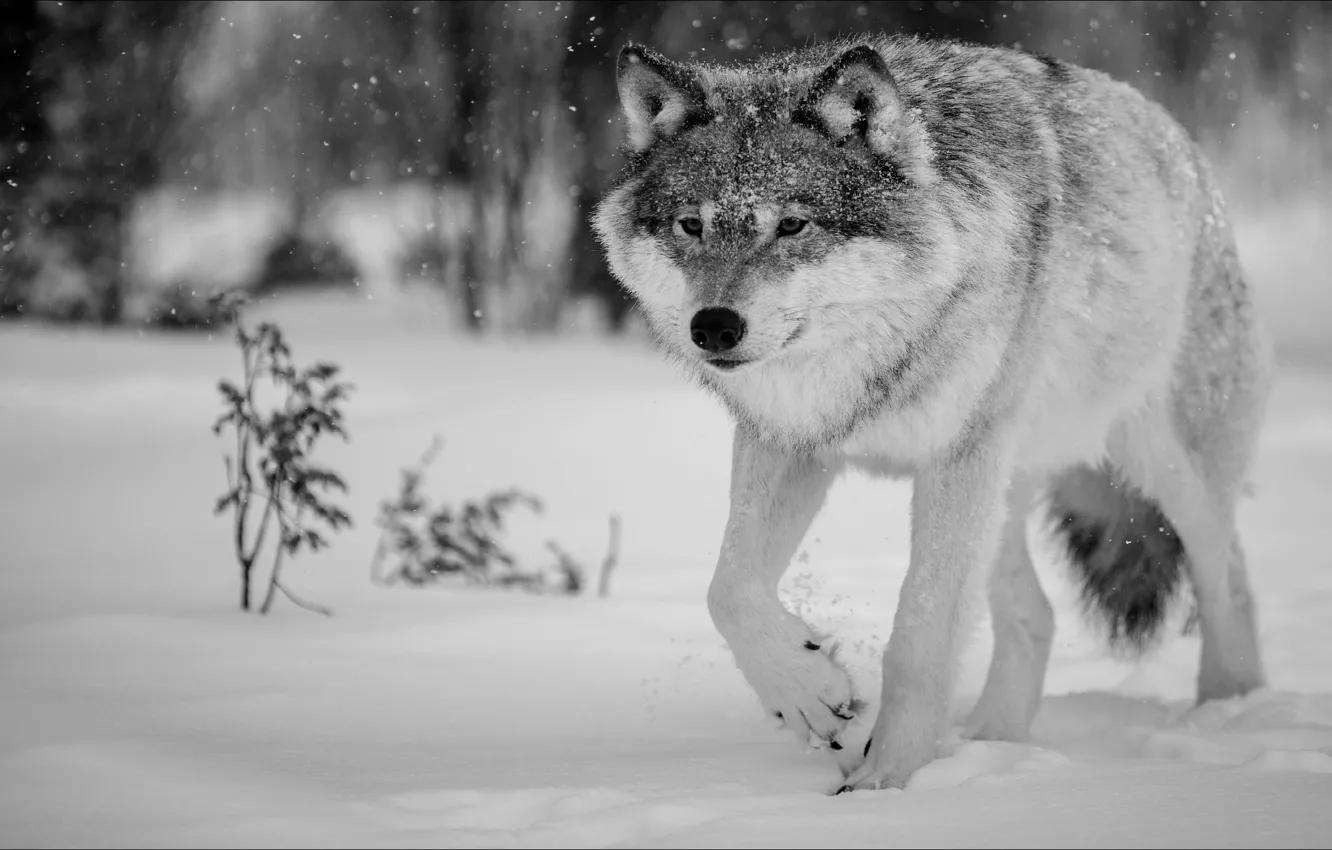 Фото обои Волк, Wolf, серый волк, gray wolf, temnobelos, step by step, не спеша, SergoBondAs