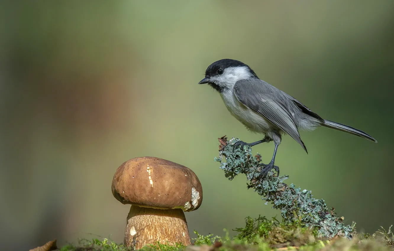 Фото обои фон, птица, гриб, боке, гаичка, Андрей Киселёв