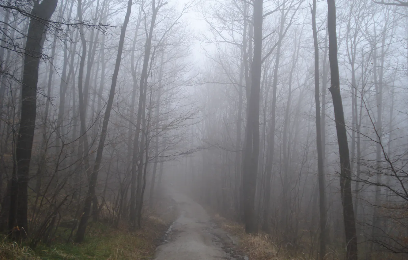 Фото обои осень, лес, туман, дорожка, forest, Autumn, fog, path