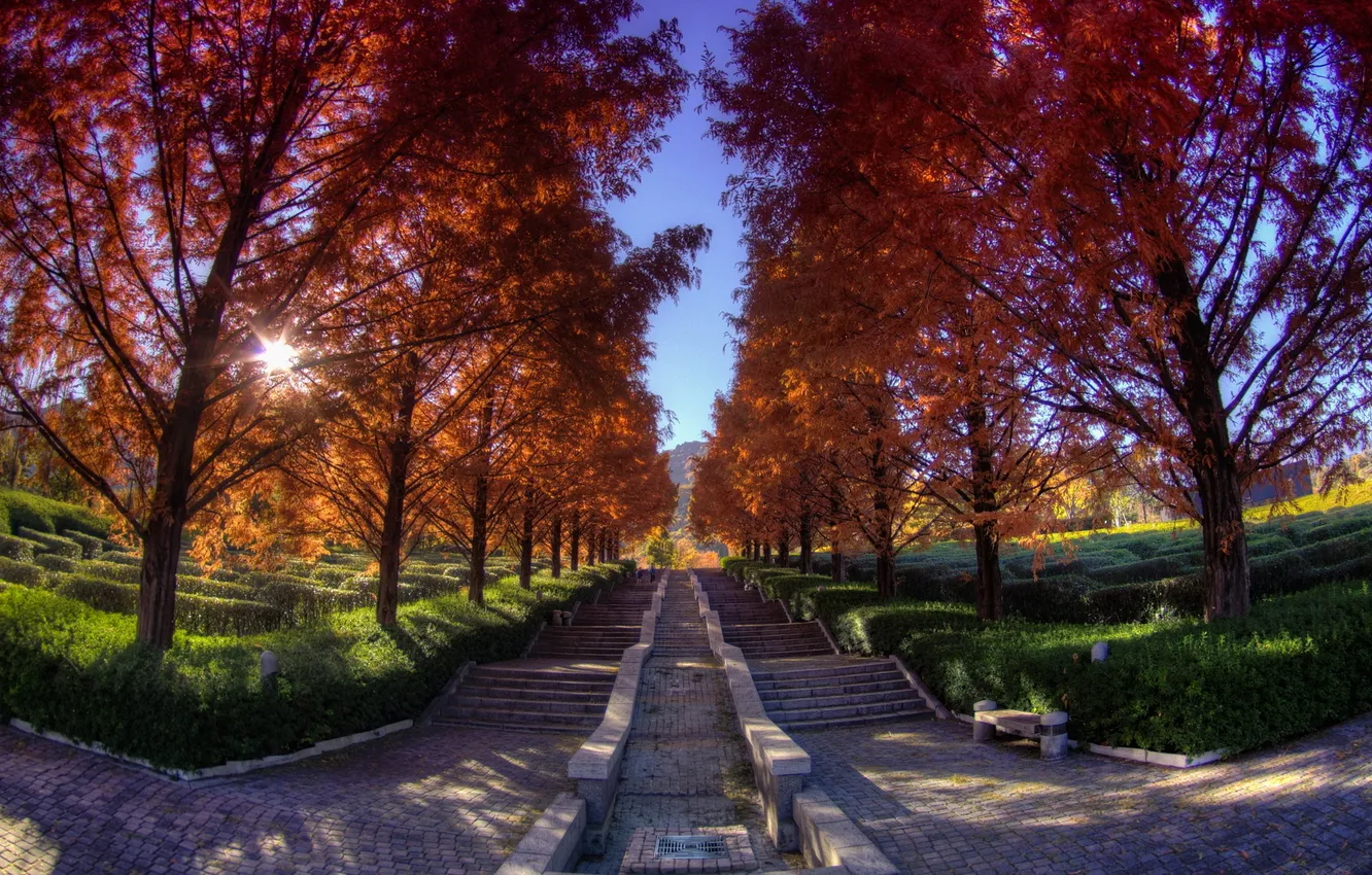 Фото обои осень, небо, трава, асфальт, листья, деревья, пейзаж, природа
