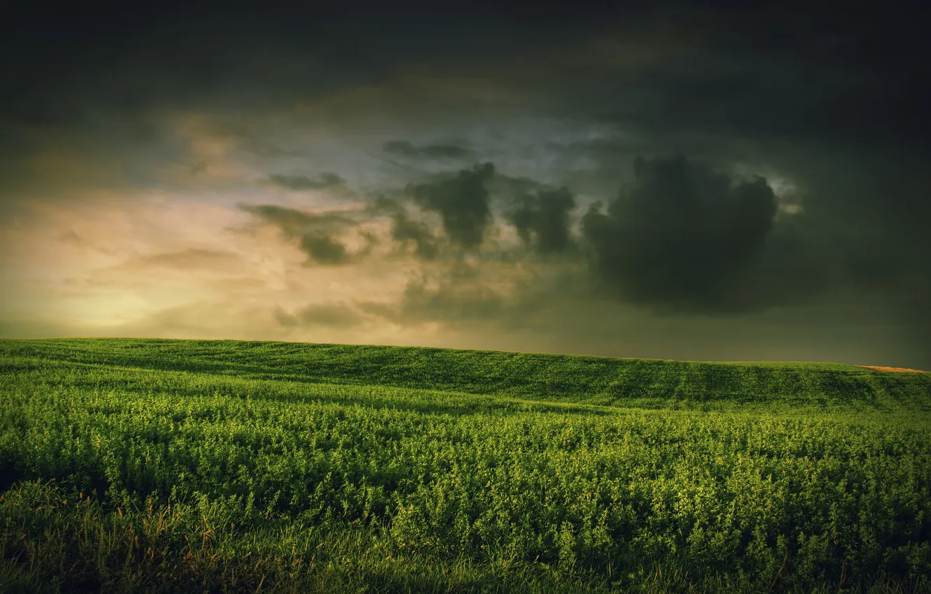 Фото обои поле, небо, трава, тучи, погода