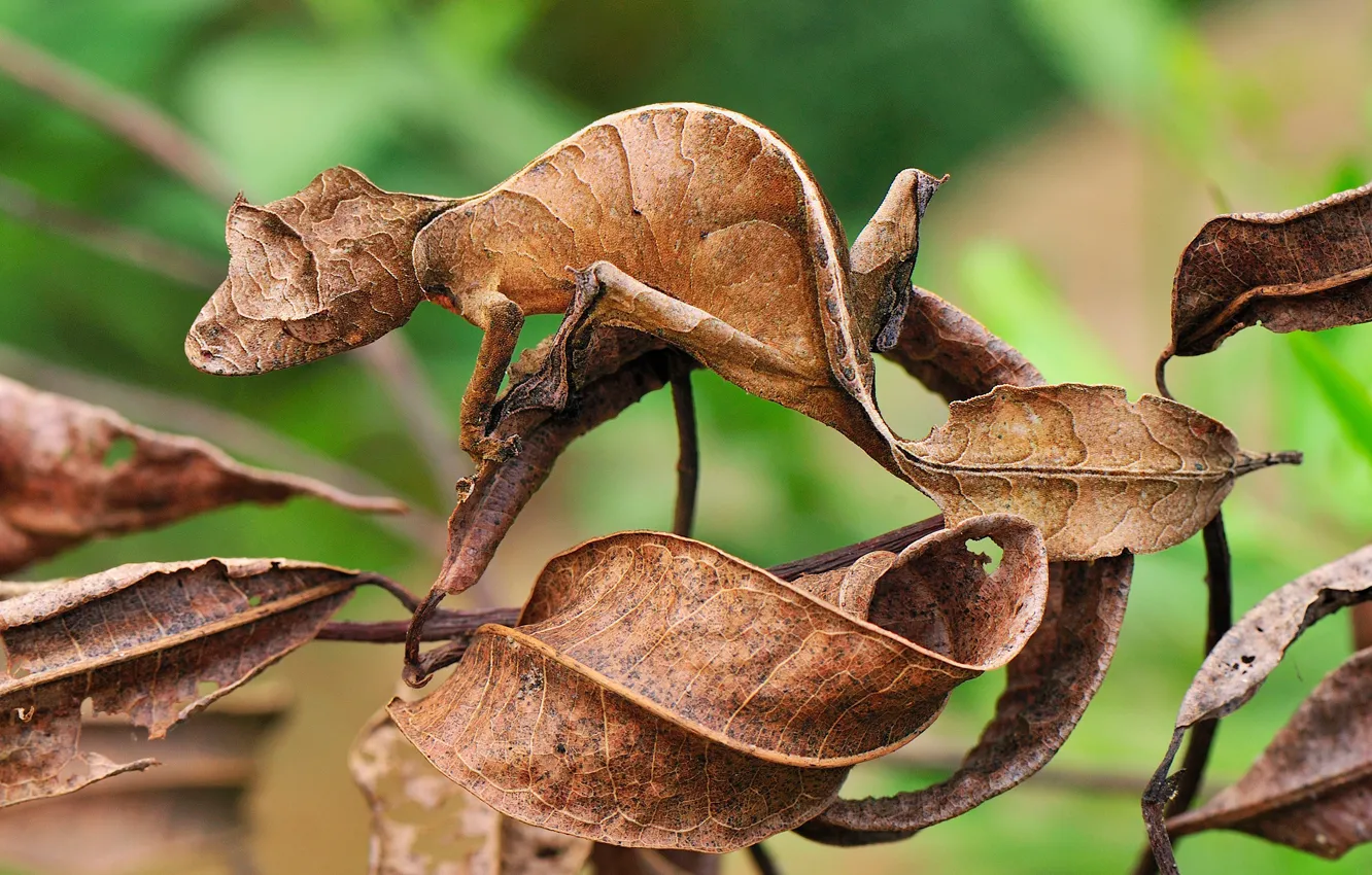 Фото обои ящерица, маскировка, сухие листья, гекон