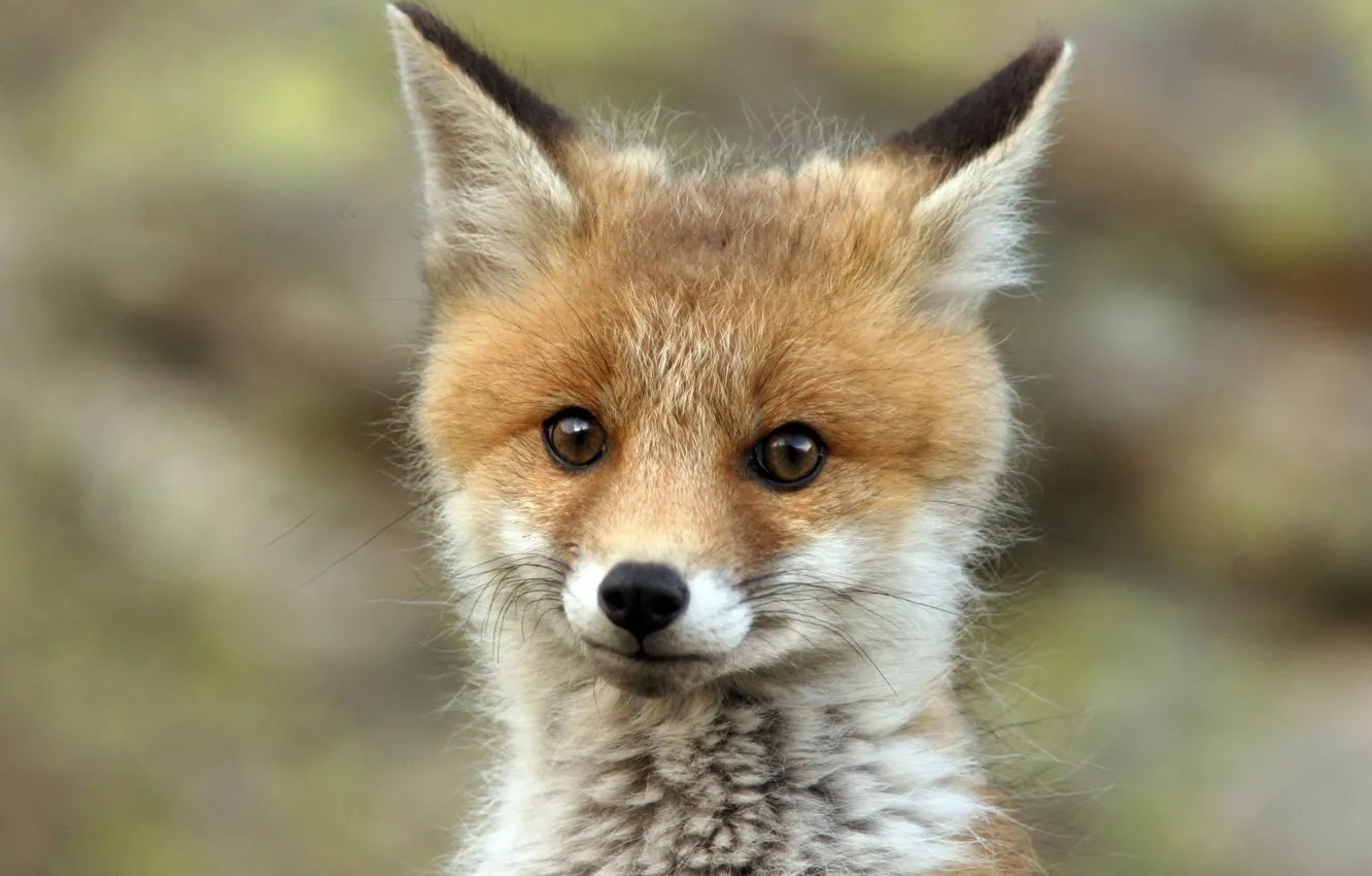 Фото обои лиса, fox, redhead, cute