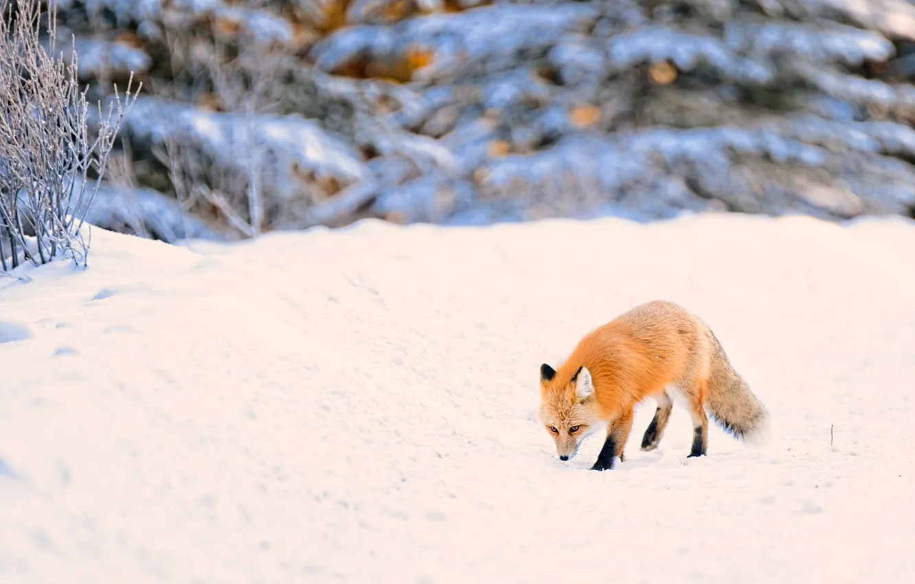Фото обои зима, лес, снег, природа, ели, лиса, сугробы, рыжая