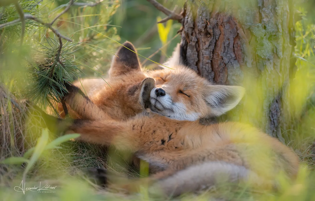 Фото обои dream, лиса, nature, лисята, pine, little foxes, little fox, Alexandr Kukvinov