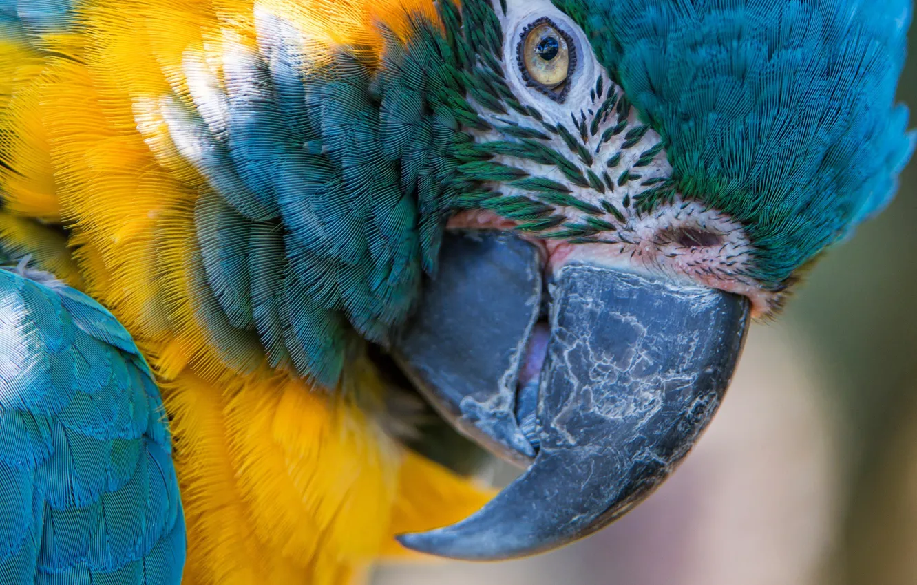 Фото обои макро, птица, перья, клюв, попугай, сине-жёлтый ара