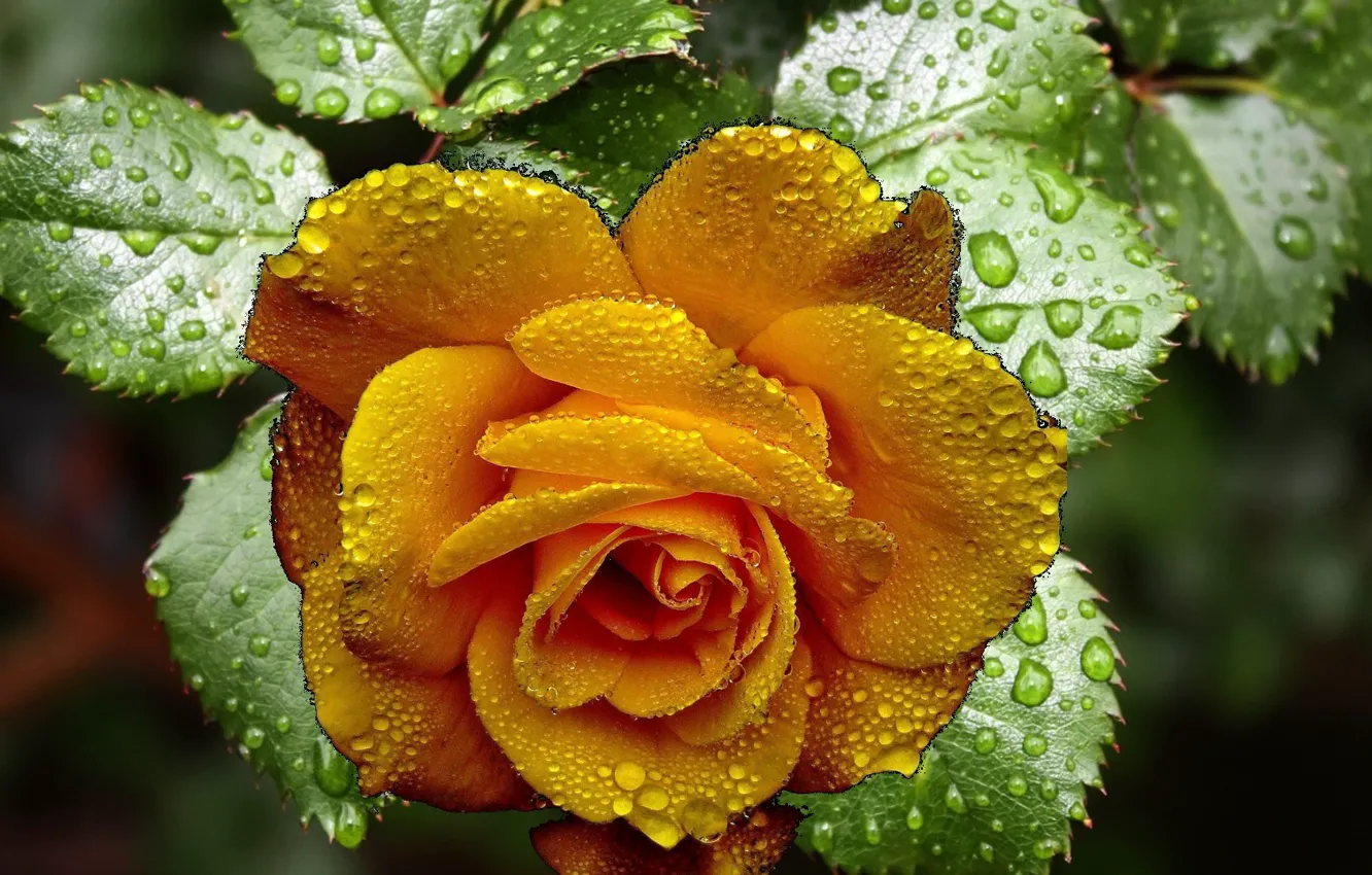 Фото обои цветок, роза, жёлтая
