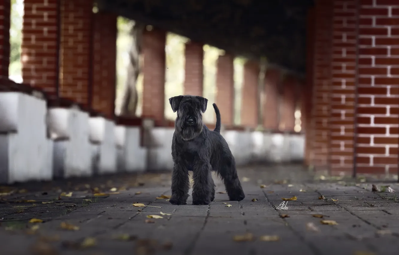 Фото обои фон, улица, собака
