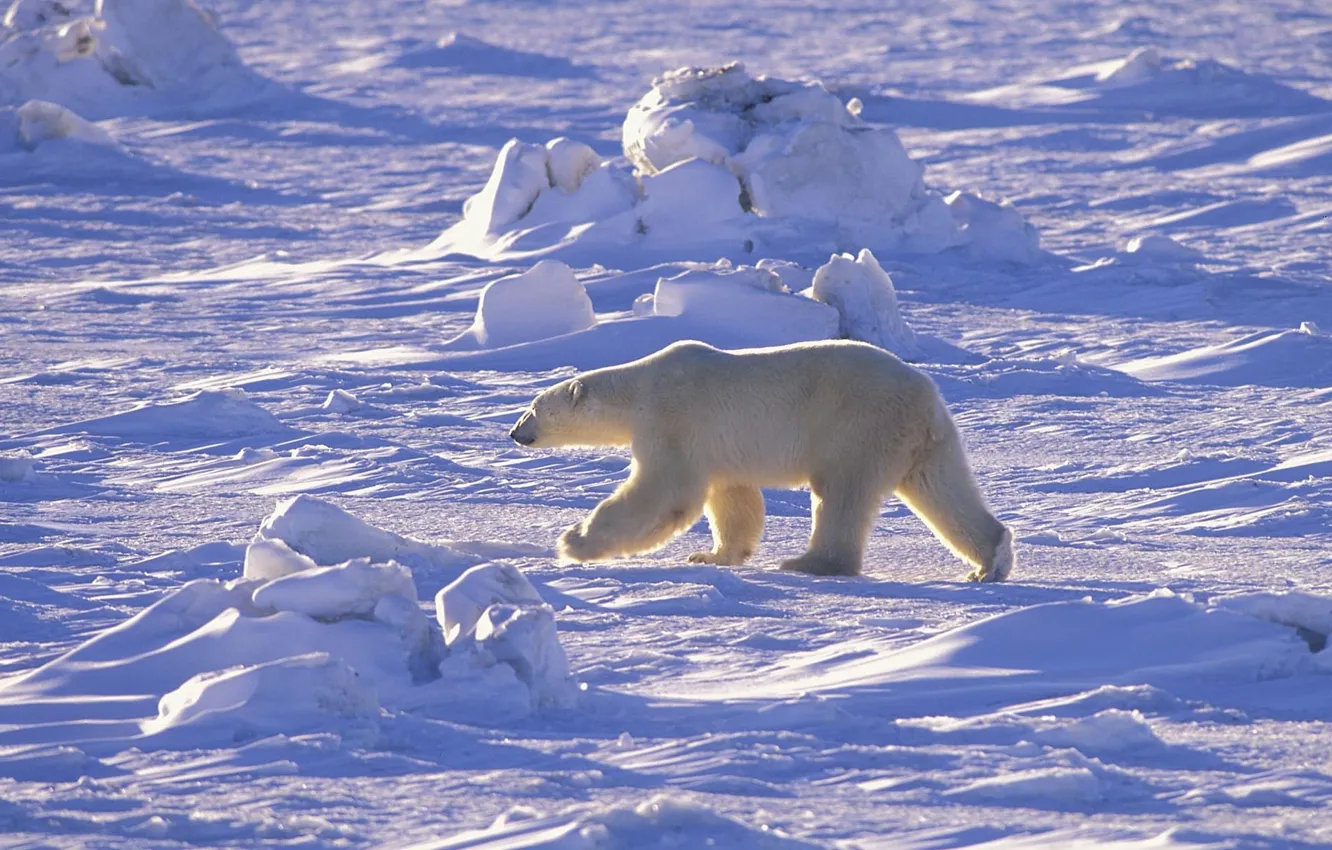 Фото обои снег, пустыня, белый медведь, Арктика, Север