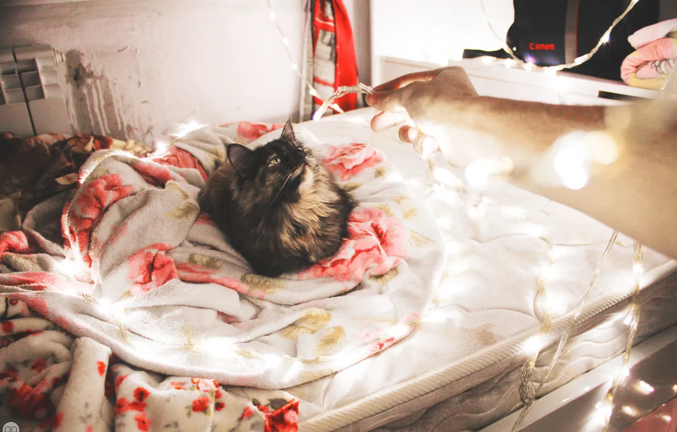 Фото обои кошка, свет, праздник, новый год, кровать, неон, одеяло, light