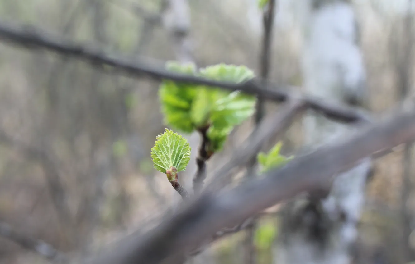 Фото обои ветки, природа, лист, зеленый, green, весна, маленький, nature