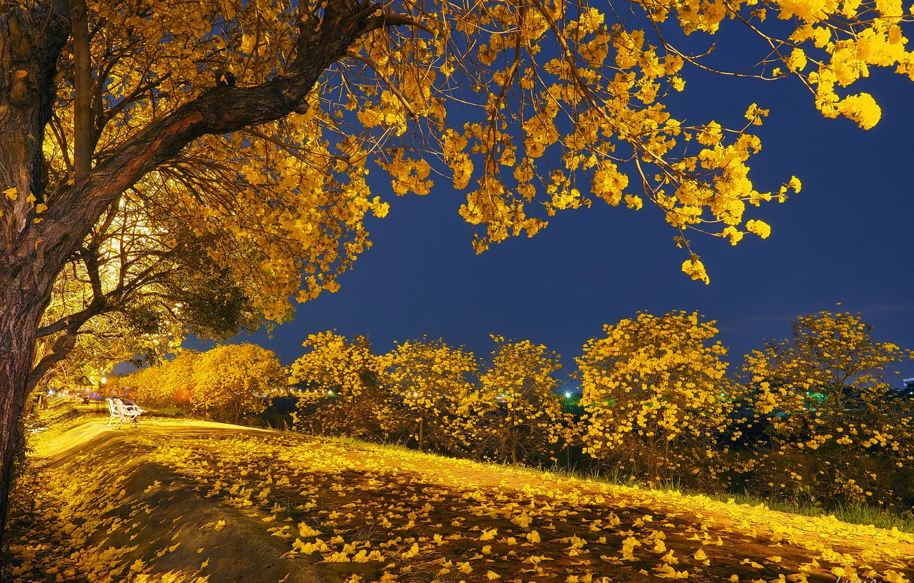 Фото обои осень, листья, свет, деревья, ночь, парк, скамья