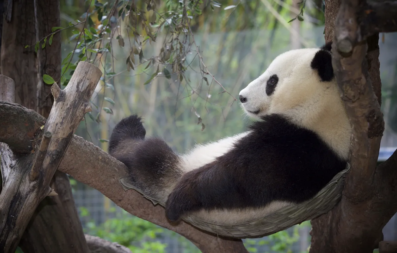 Фото обои дерево, отдых, релакс, панда
