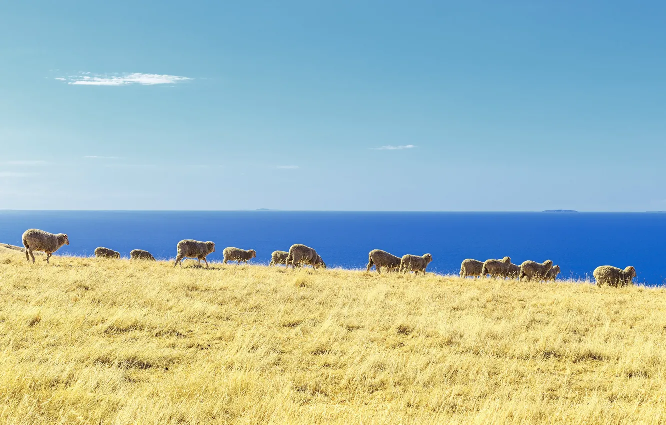 Фото обои ocean, sheep, islands, herd