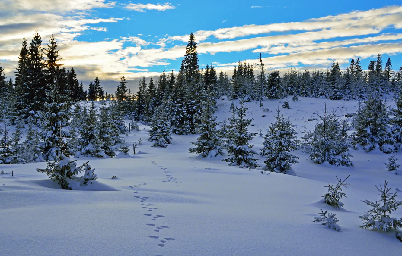 Фото обои Небо, Зима, Деревья, Снег, Норвегия, Sky, Winter, Snow