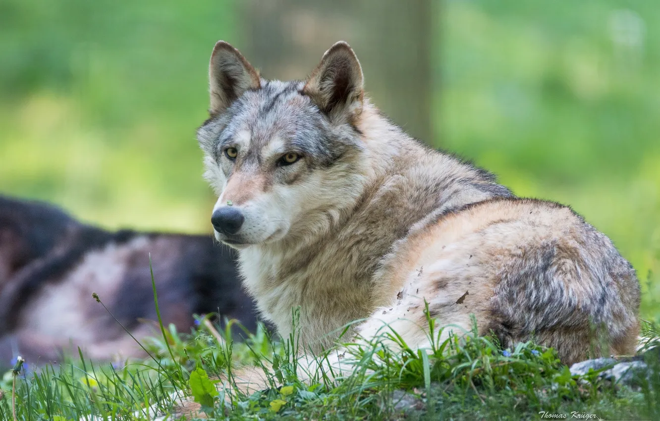 Фото обои волк, хищник, санитар
