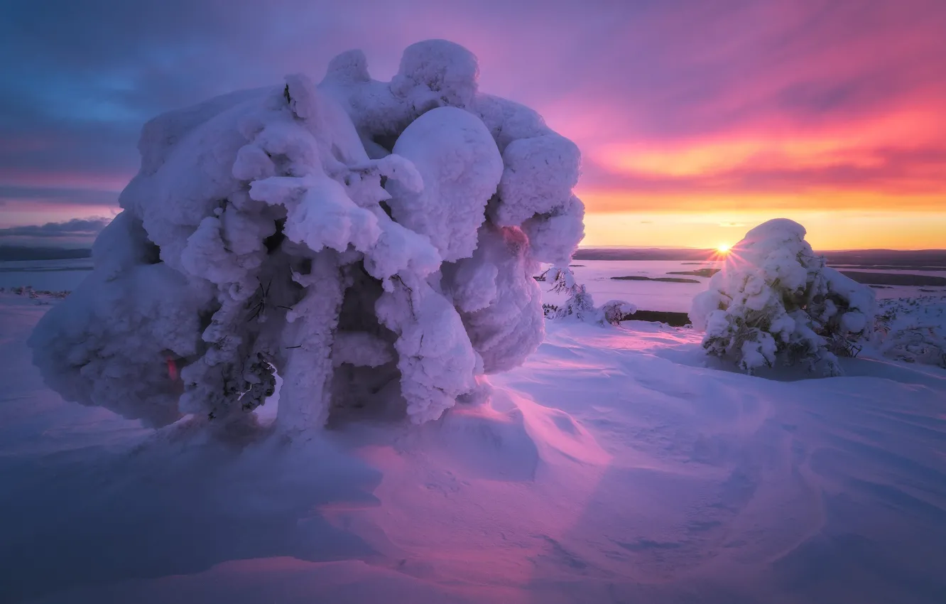 Фото обои зима, солнце, лучи, снег, деревья, закат, ели, Белое море