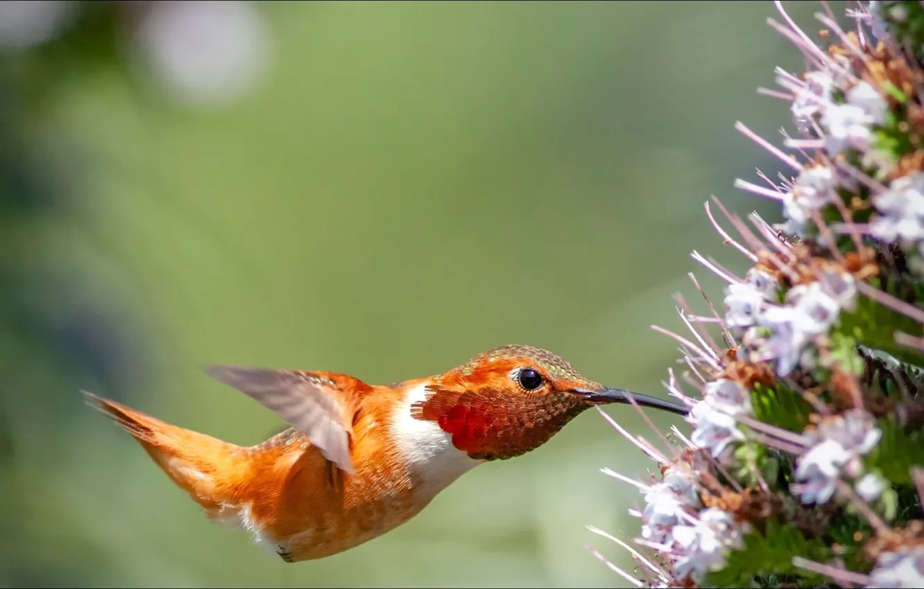 Фото обои flower, nature, bird, Animals, hummingbird