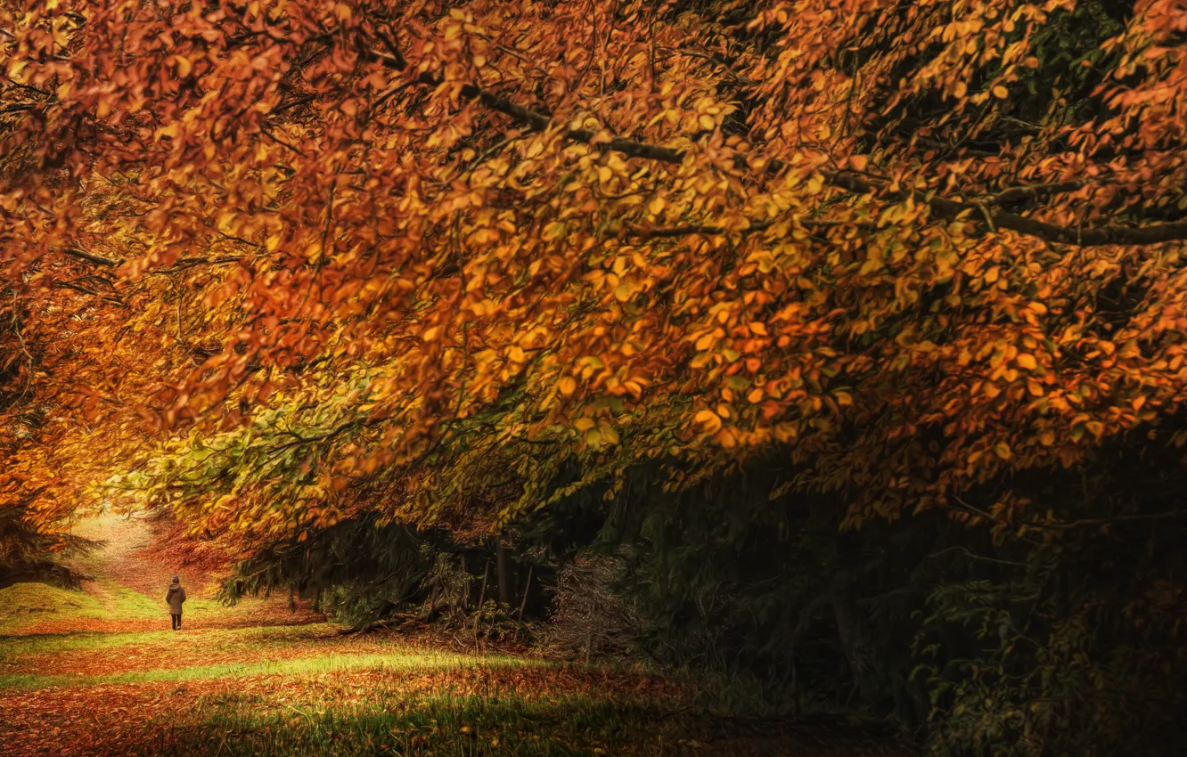 Фото обои осень, листья, деревья, обработка, Autumn dream