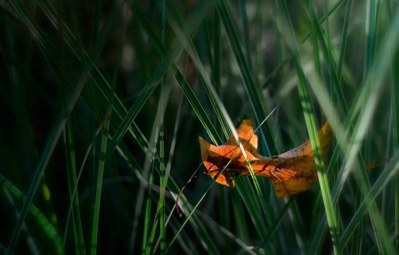 Фото обои трава, макро, лист