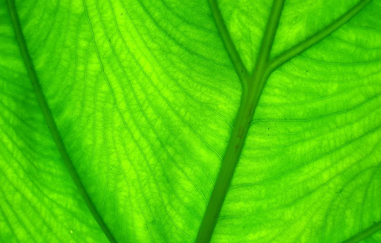 Фото обои зелень, листья, природа, green, листок, зелёный, leaves