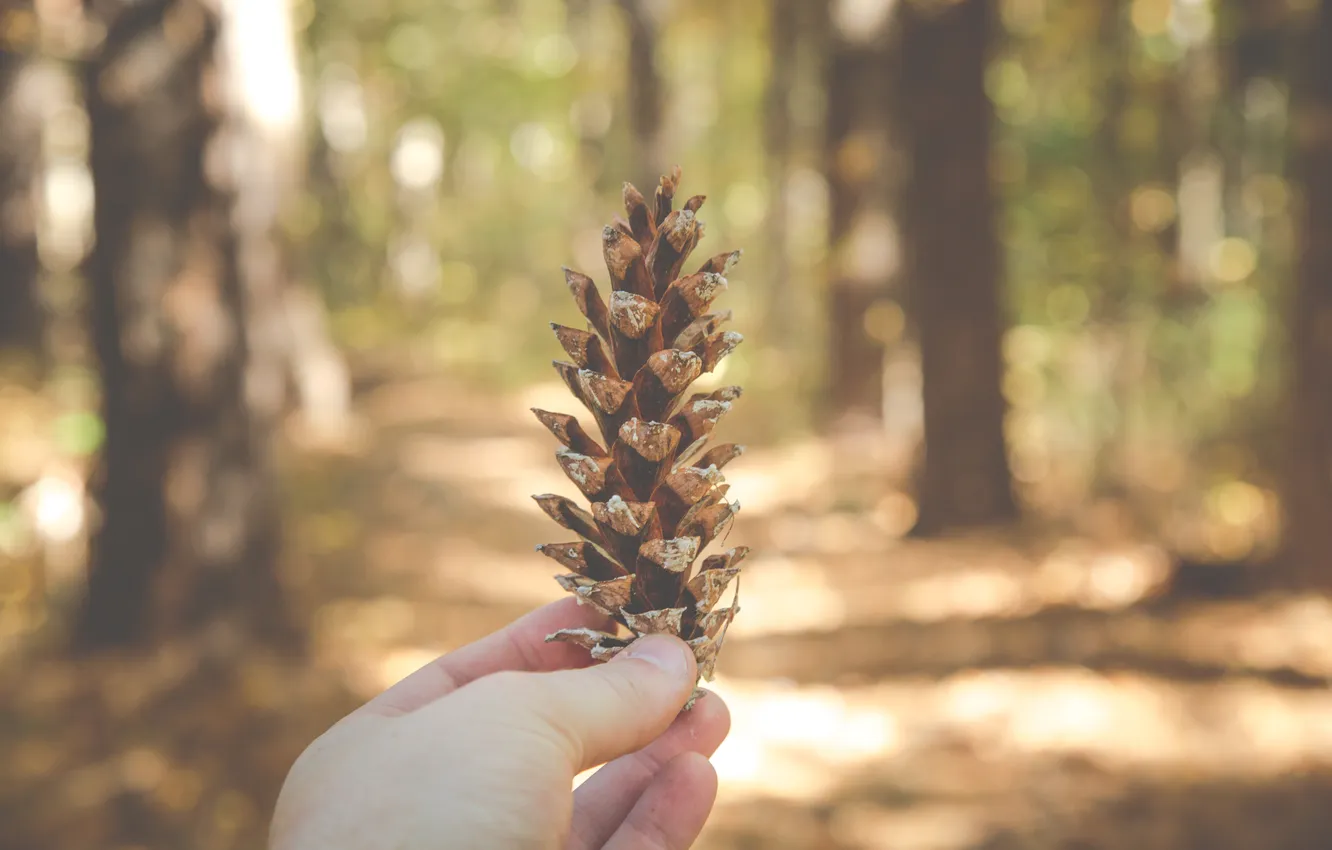 Фото обои лес, рука, forest, шишка, nature, woods, hand, outdoors